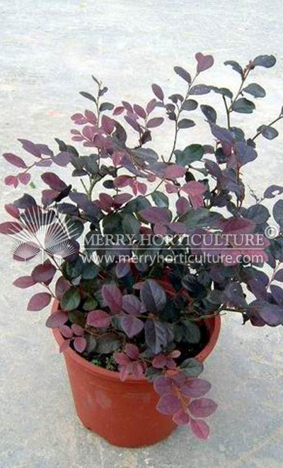 Loropetalum Chinese